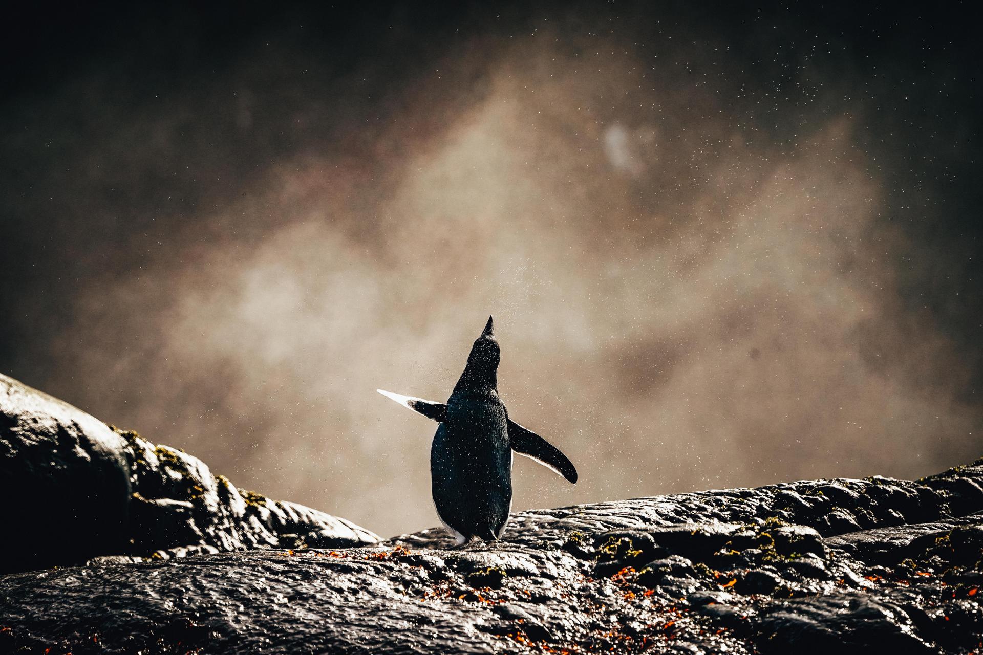 Wildlife